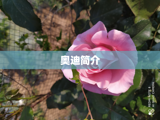 奥迪简介