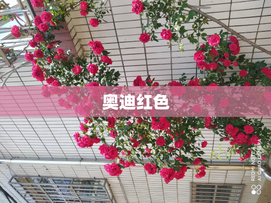 奥迪红色