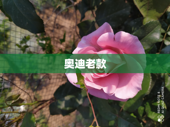 奥迪老款