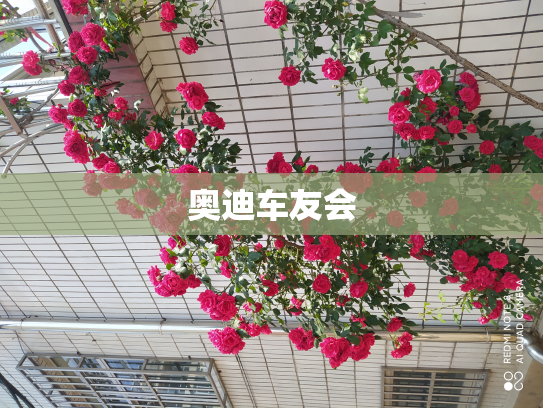 奥迪车友会