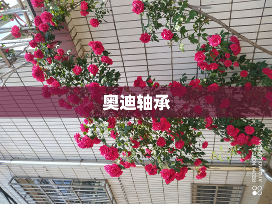 奥迪轴承