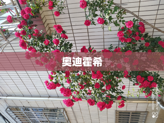 奥迪霍希