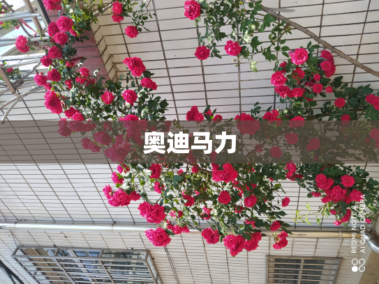 奥迪马力