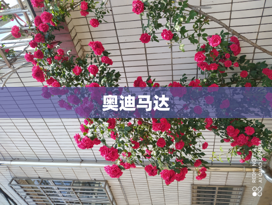 奥迪马达