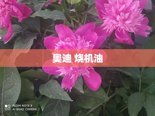 奥迪 烧机油