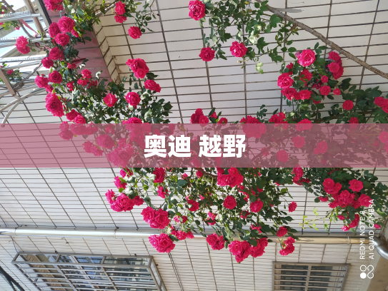 奥迪 越野