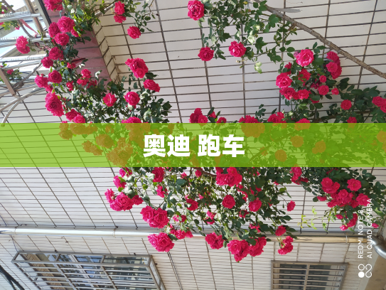 奥迪 跑车
