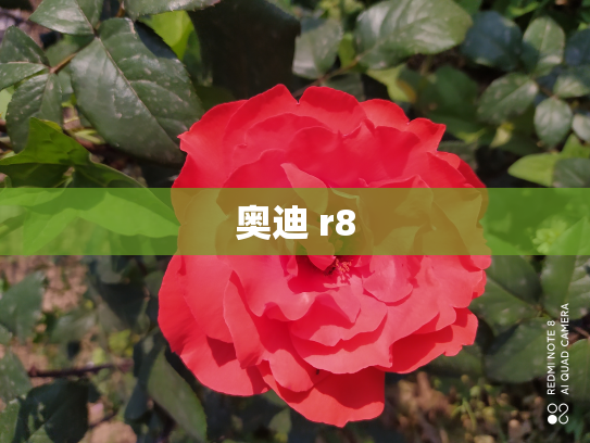 奥迪 r8