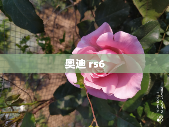 奥迪 rs6