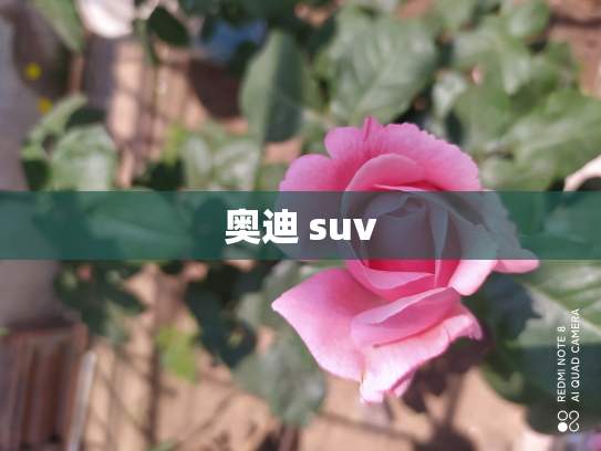 奥迪 suv