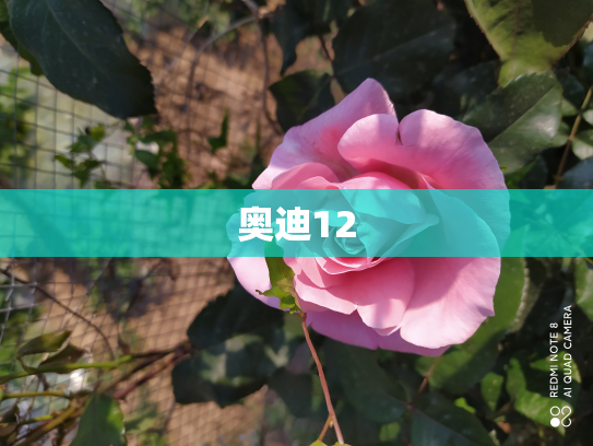 奥迪12