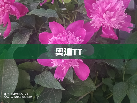 奥迪TT