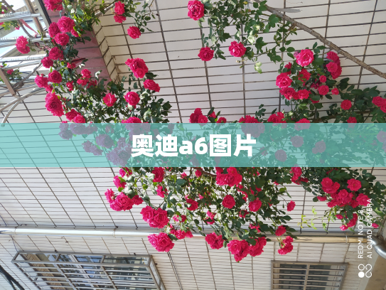 奥迪a6图片