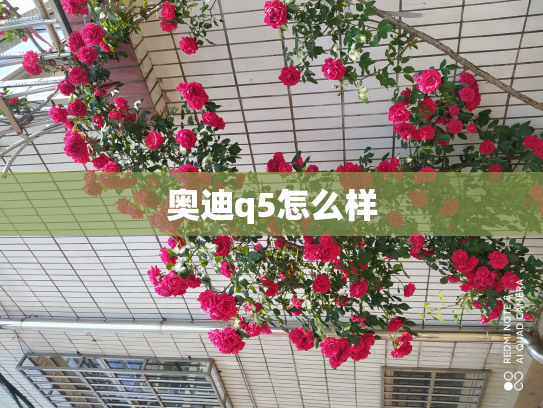 奥迪q5怎么样
