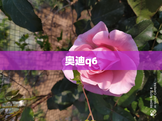 奥迪q6