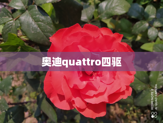 奥迪quattro四驱