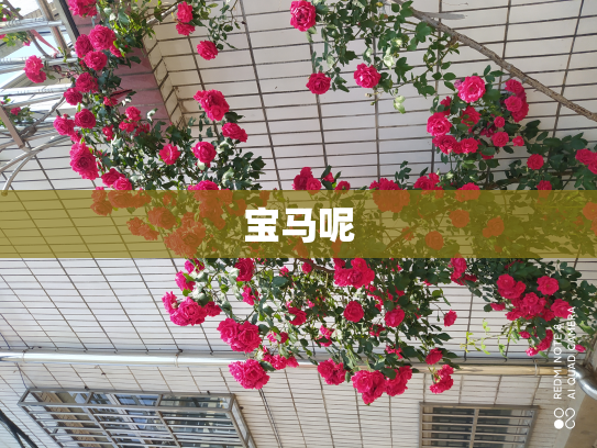 宝马呢