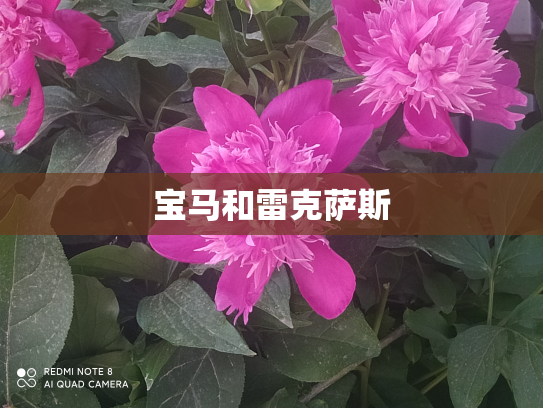 宝马和雷克萨斯
