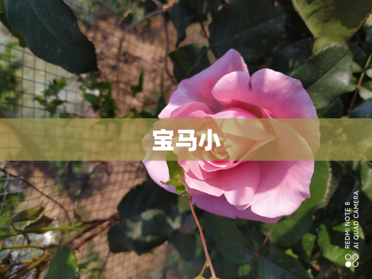 宝马小