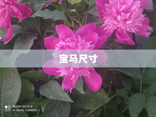 宝马尺寸