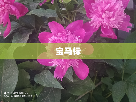 宝马标