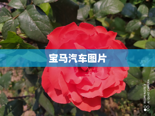 宝马汽车图片