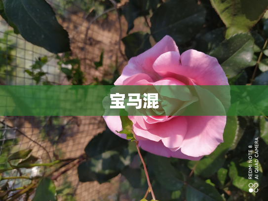 宝马混
