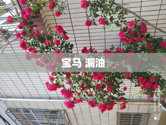 宝马 漏油