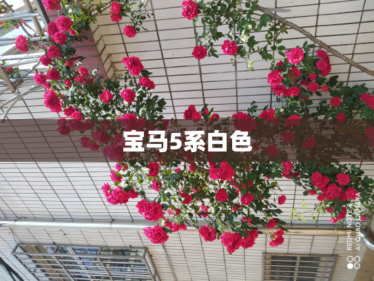 宝马5系白色