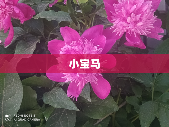 小宝马