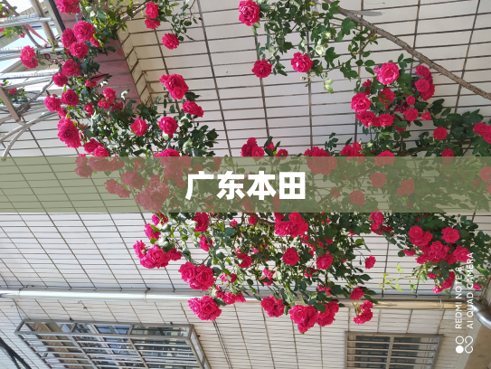 广东本田