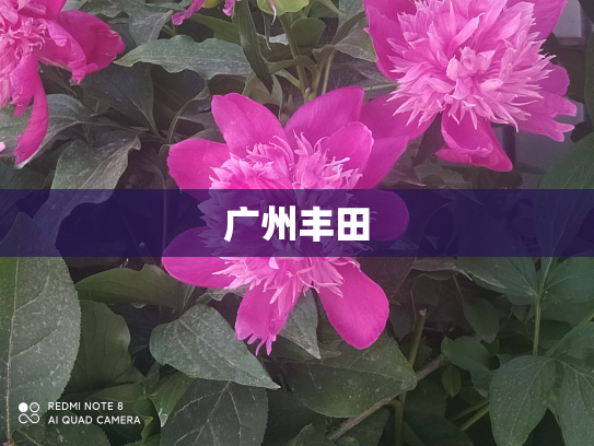 广州丰田