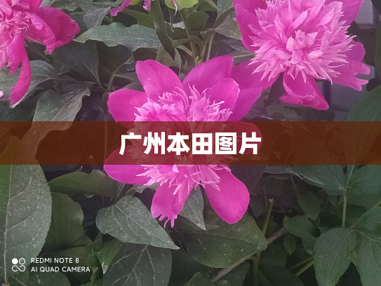 广州本田图片