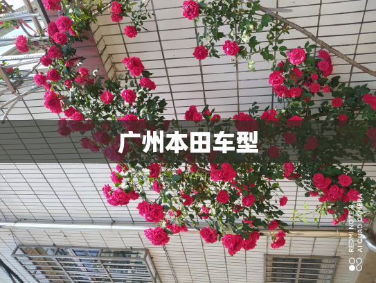 广州本田车型