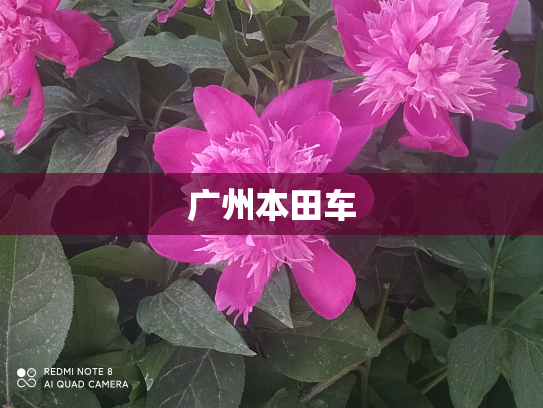 广州本田车