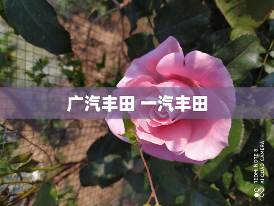广汽丰田 一汽丰田