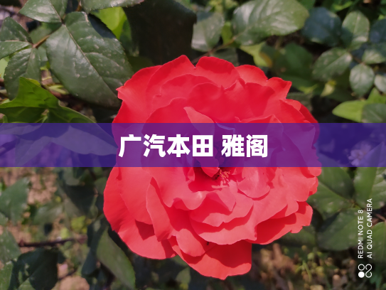 广汽本田 雅阁