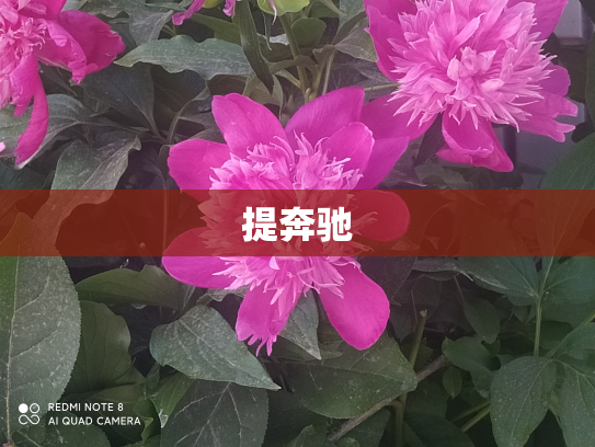 提奔驰
