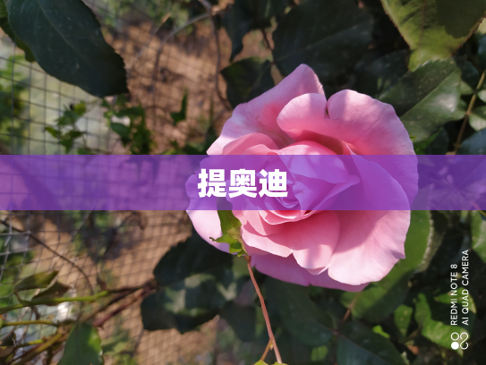提奥迪