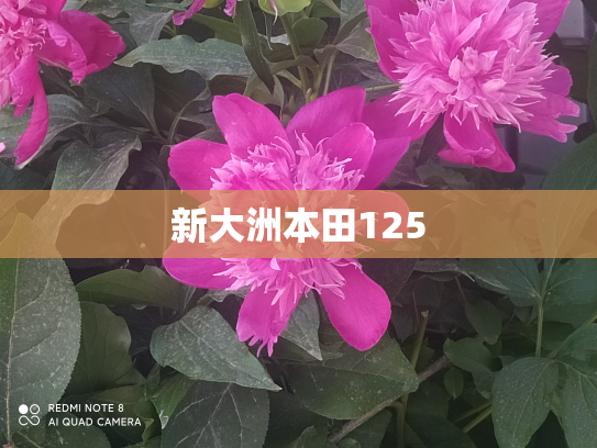 新大洲本田125