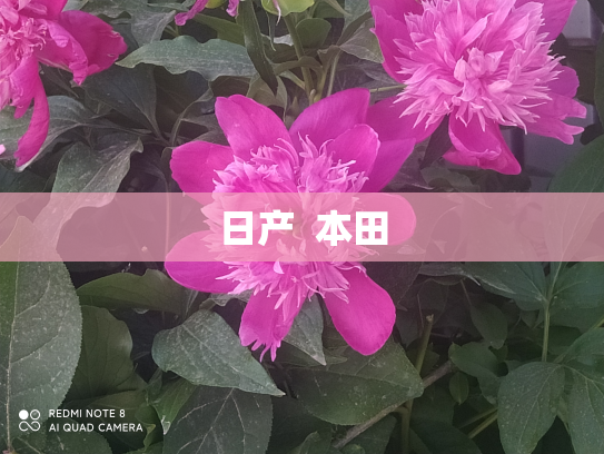 日产  本田