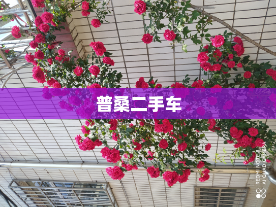 普桑二手车