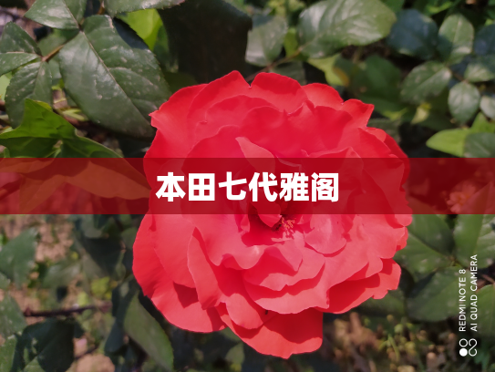 本田七代雅阁
