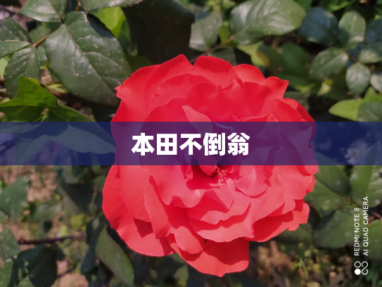 本田不倒翁