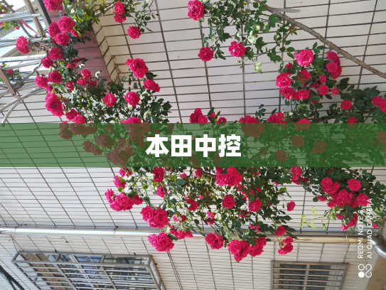 本田中控