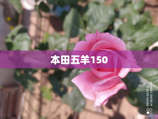 本田五羊150