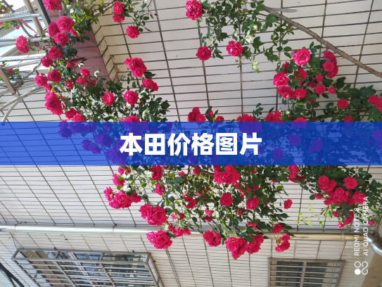 本田价格图片
