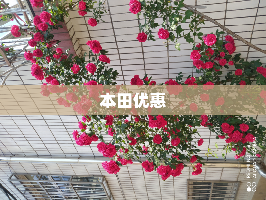 本田优惠