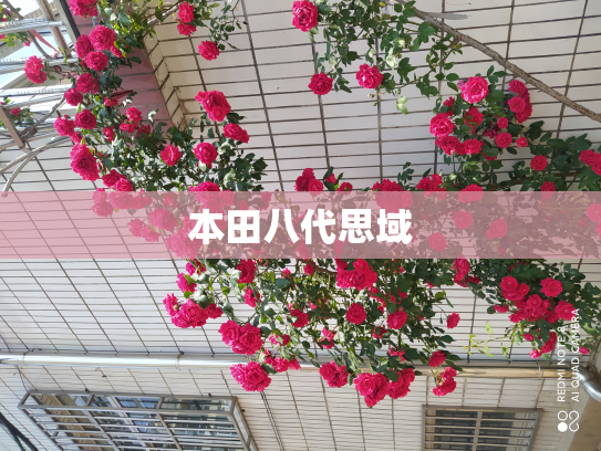 本田八代思域
