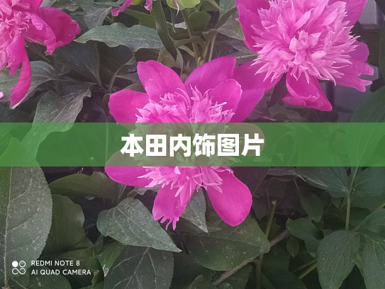 本田内饰图片
